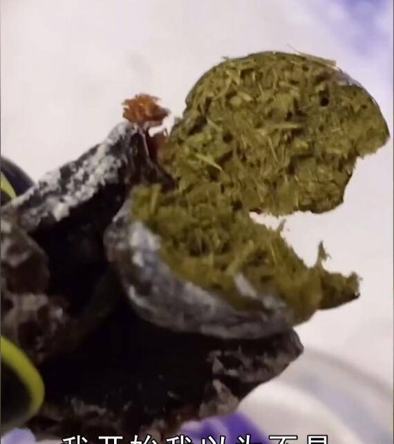 维权|过分!女子吃话梅一口咬碎“羊粪蛋”,厂家:5倍赔偿,给你2块5