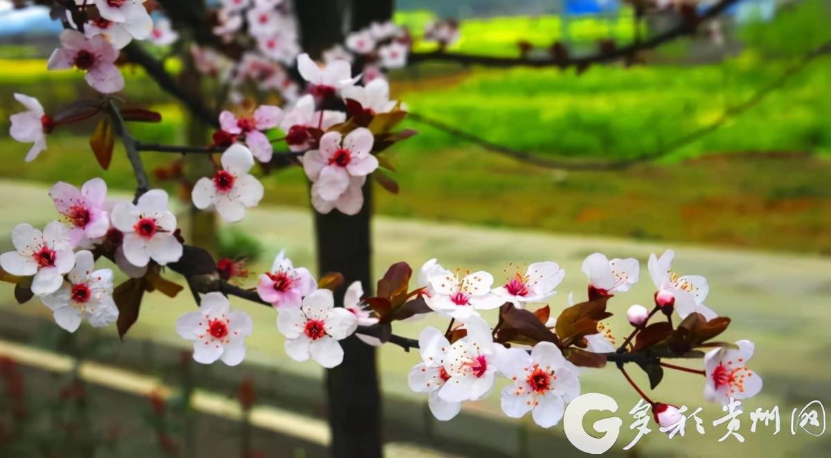 普定桃花島上桃花開