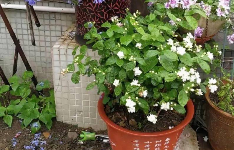 盆栽花卉种类大全及图片 663075c73a144570900e7c02b143697f.jpeg