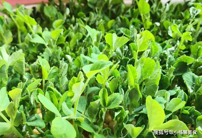 女人多吃这道菜,每天吃一盘,给肠胃洗洗澡,越吃越瘦,口臭变没_豆苗