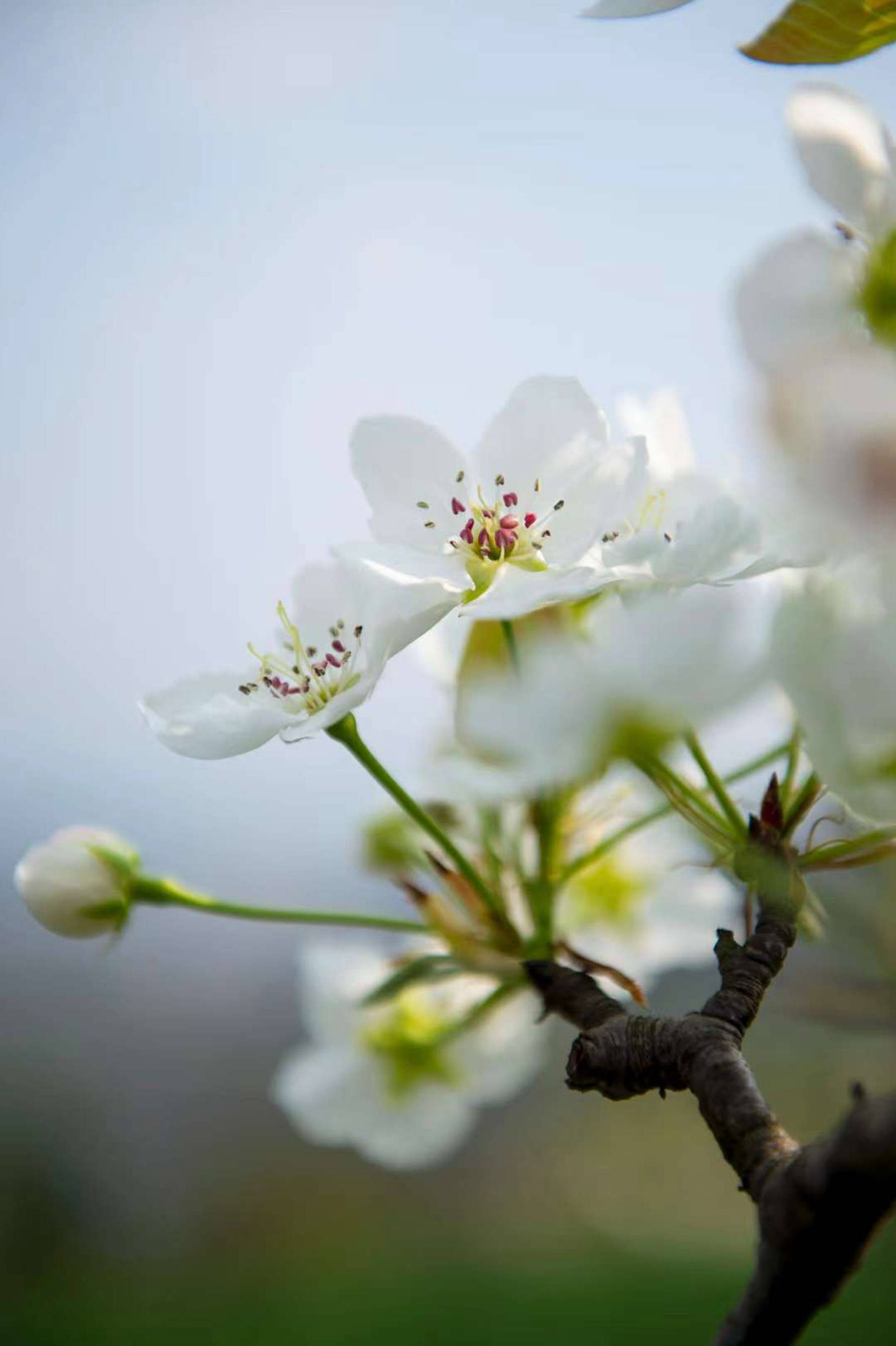 梨花一面盛开如锦,一面不停地纷纷飘落……我们欢笑着,也为之感动