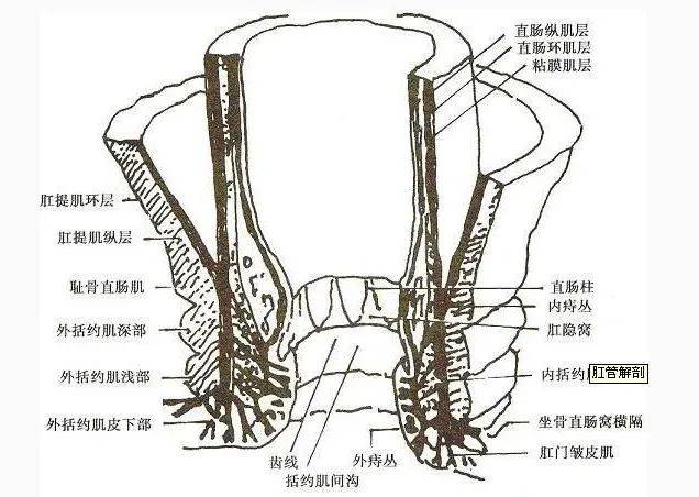大便|贵阳东大肛肠医院：知道内痔外痔的区别