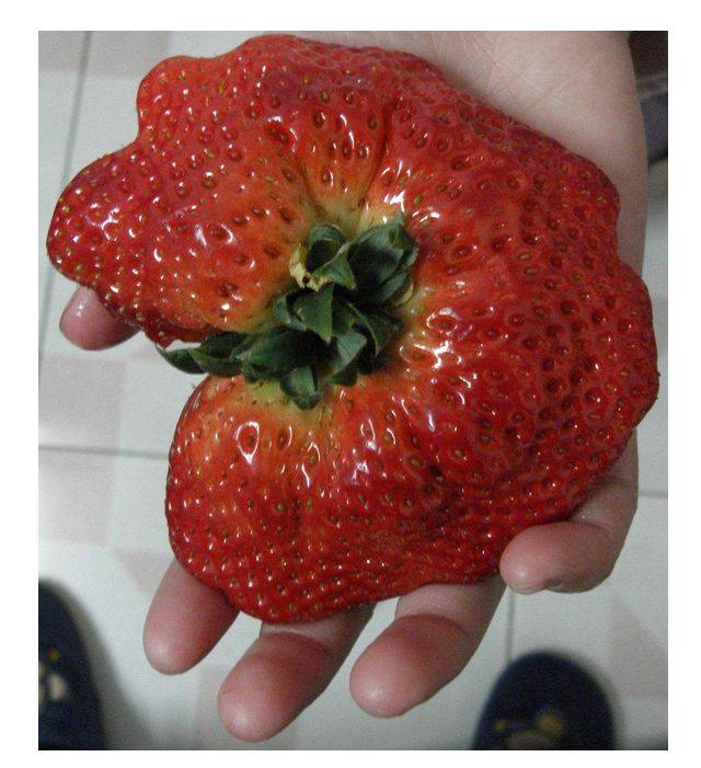 奇形怪状的草莓打了膨大剂能吃吗专家答疑