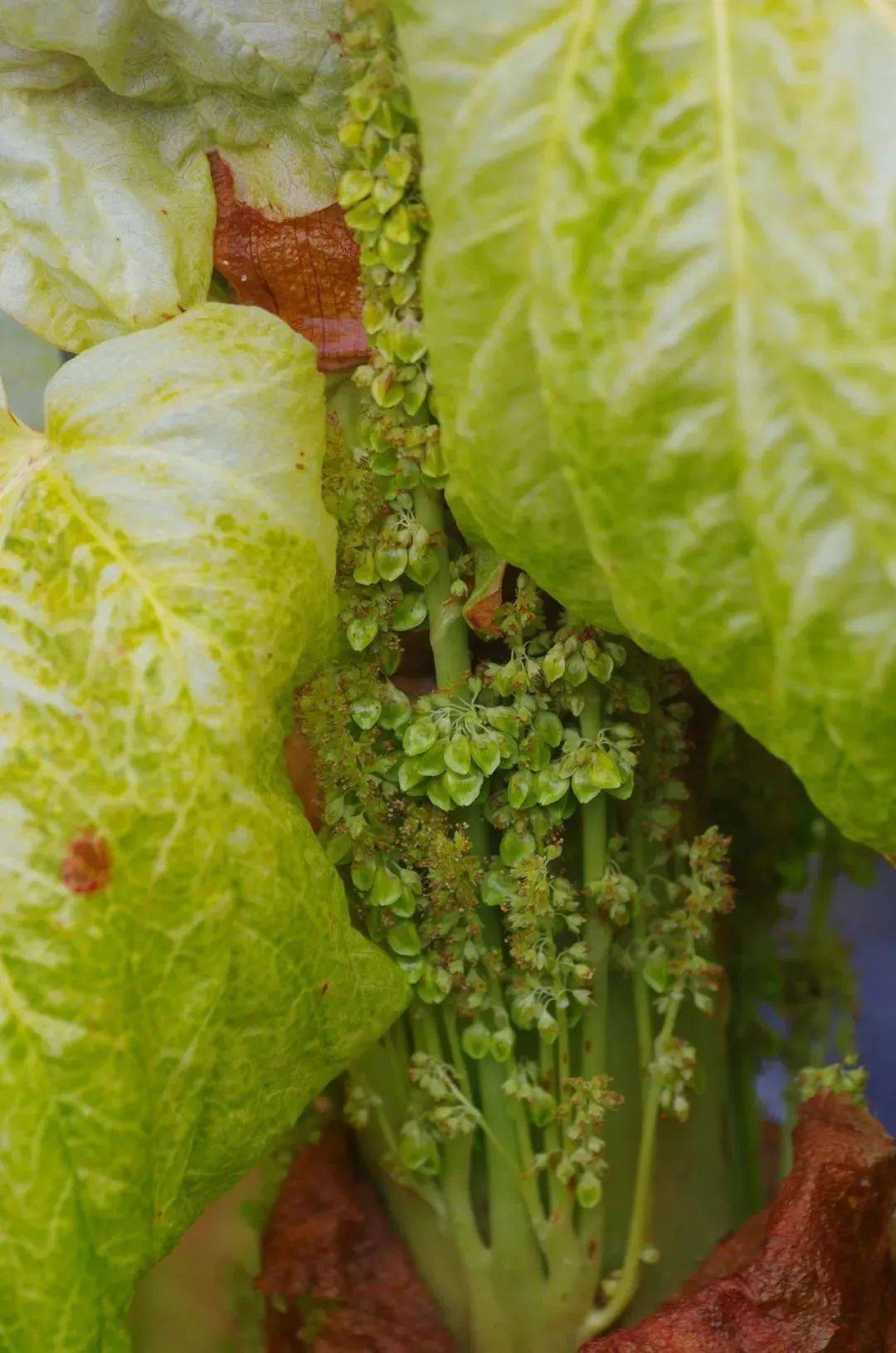 (塔黄所结的果实)那么塔黄能像白菜那样作为蔬菜来吃吗?