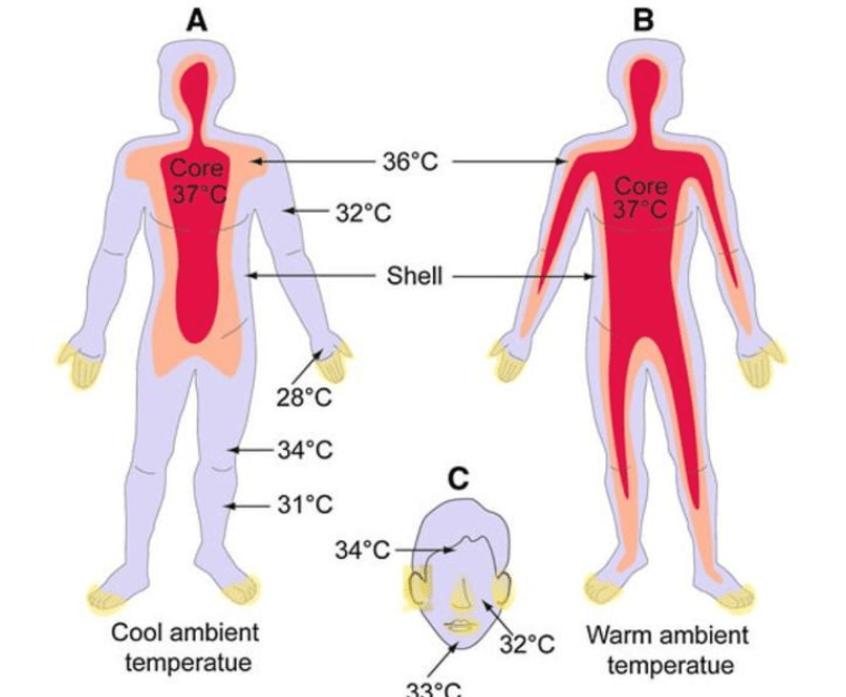 人体是恒温的体内源源不断的热量由哪个器官产生什么原理