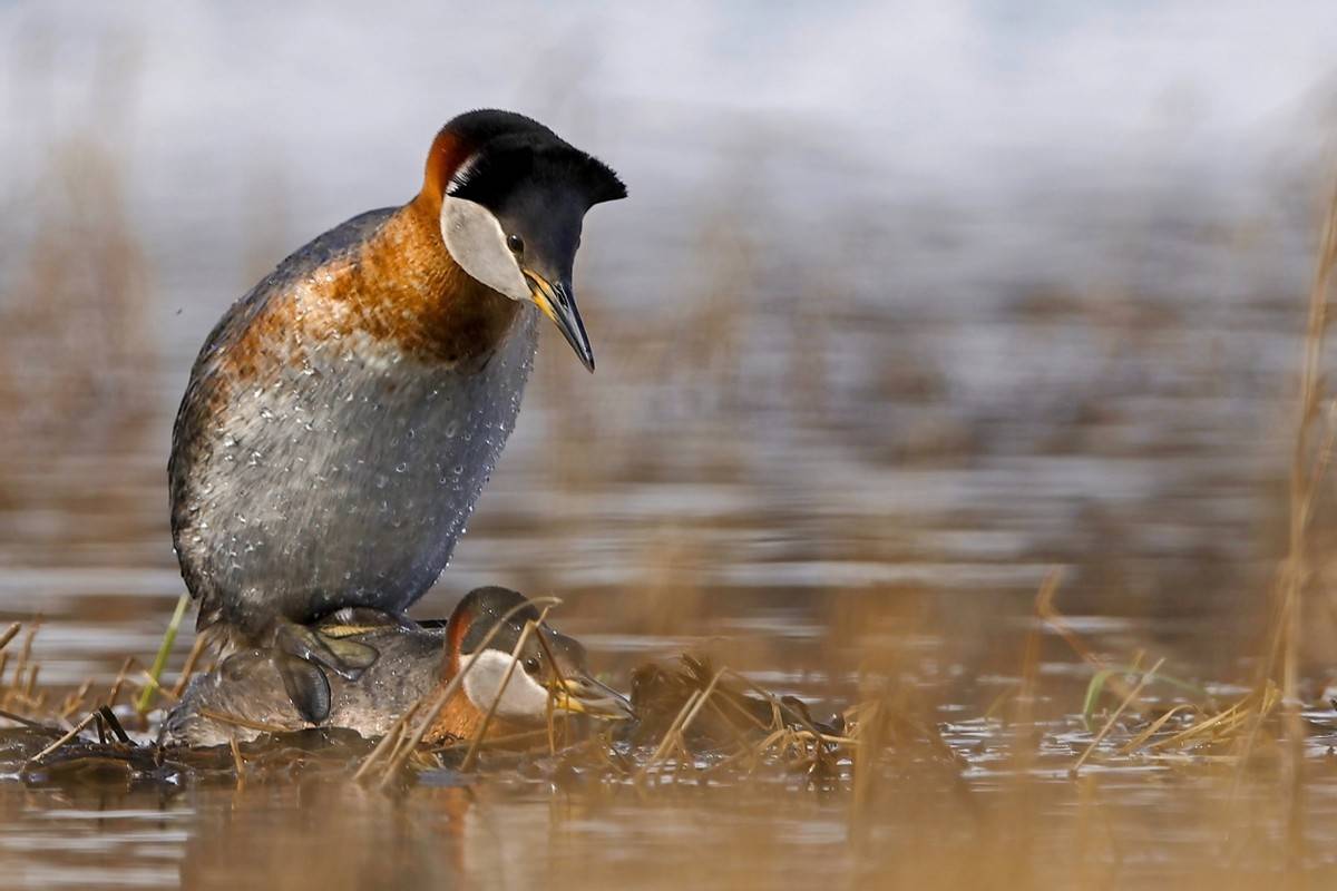 以热爱为名发现自然之美 那些野性瞬间背后的故事