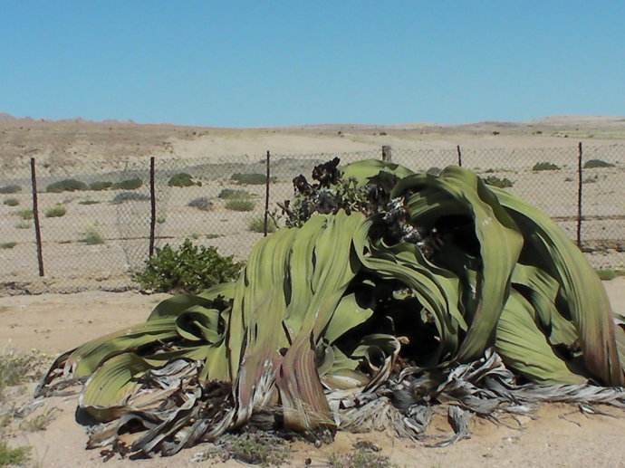 沙漠驴友提醒：沙漠西瓜和海藻不能碰，就算看到也当没有！