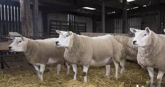 用猪苦胆两个取汁,与熟豆油1000毫升混匀,分几次灌服.