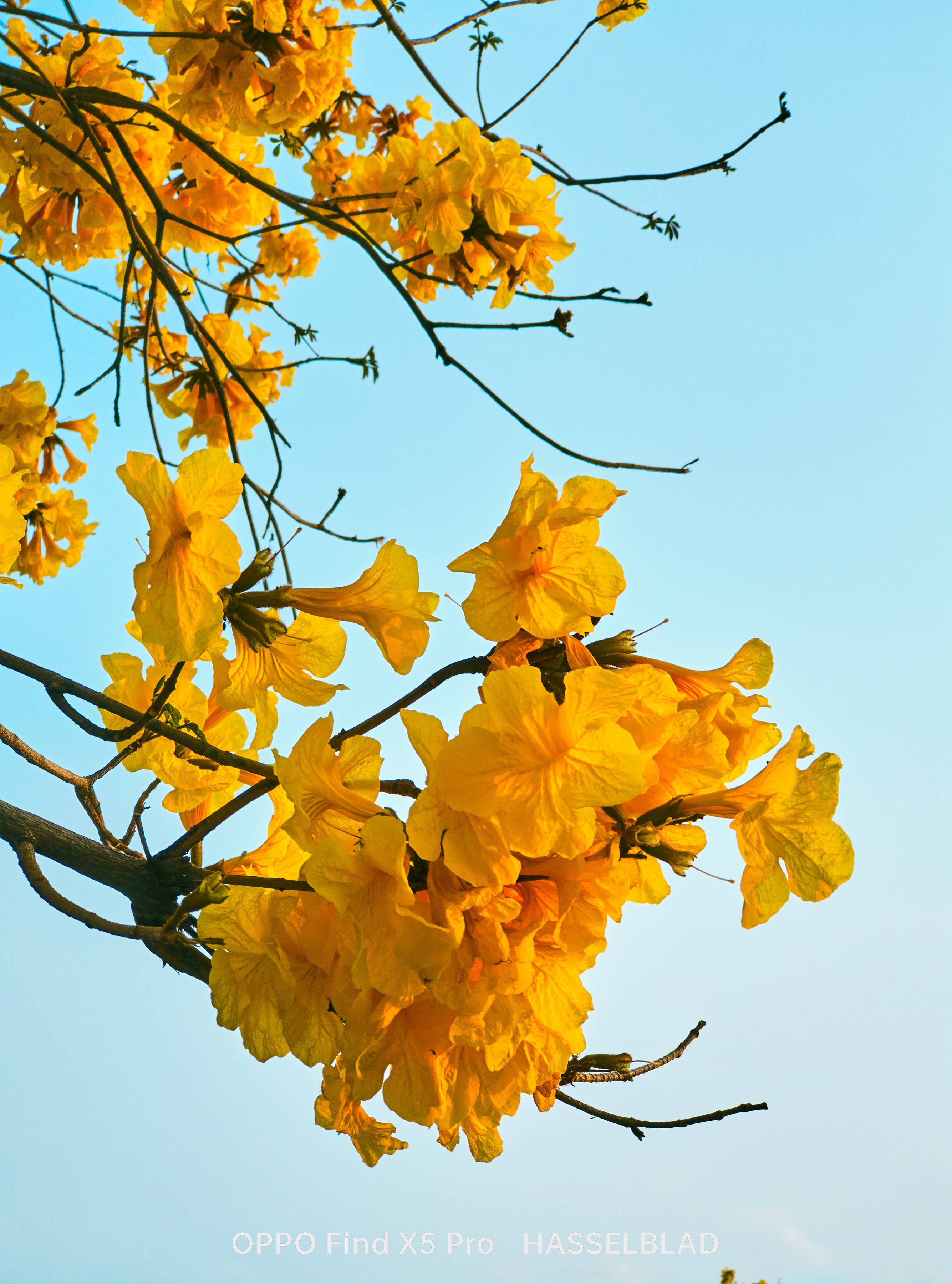 广州黄风铃花盛开,快带上手机打卡_find_pro_照片