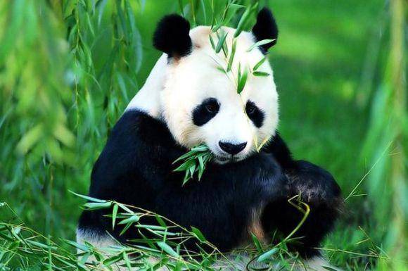 原创大熊猫凭着憨厚可爱不仅是我国的珍稀保护动物