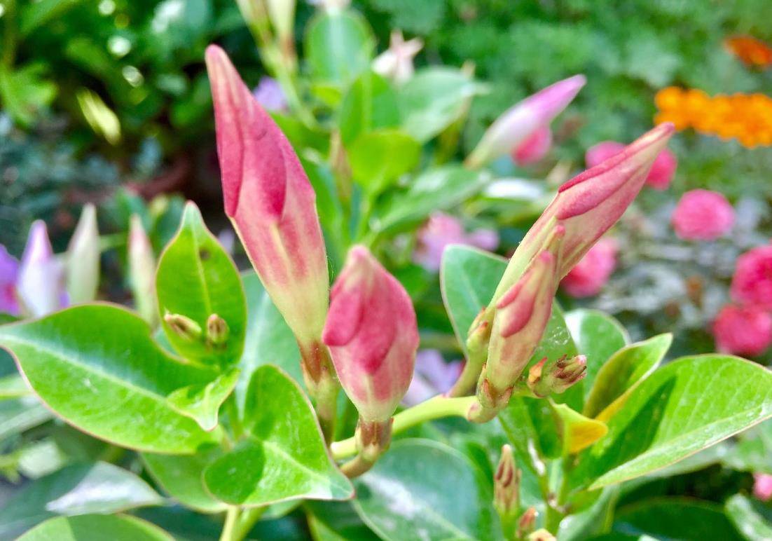 原创花开成片的双腺藤家里养一盆真是太棒了