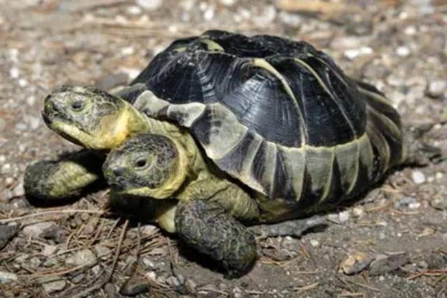 日本出现双头乌龟,恐无法活到成年,是核废水导致的吗?