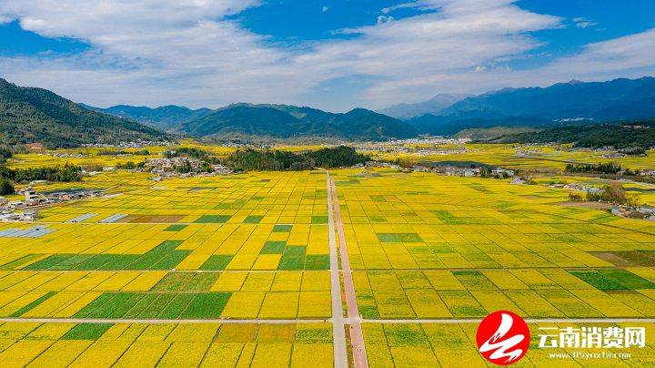 油菜花|腾冲的春天，从油菜花田里醒来