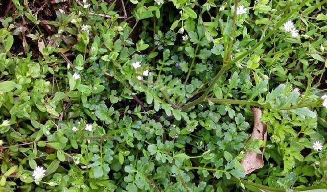 原创荒地一种救命野草曾只有穷苦人和猪才吃现在一斤10元成稀罕货