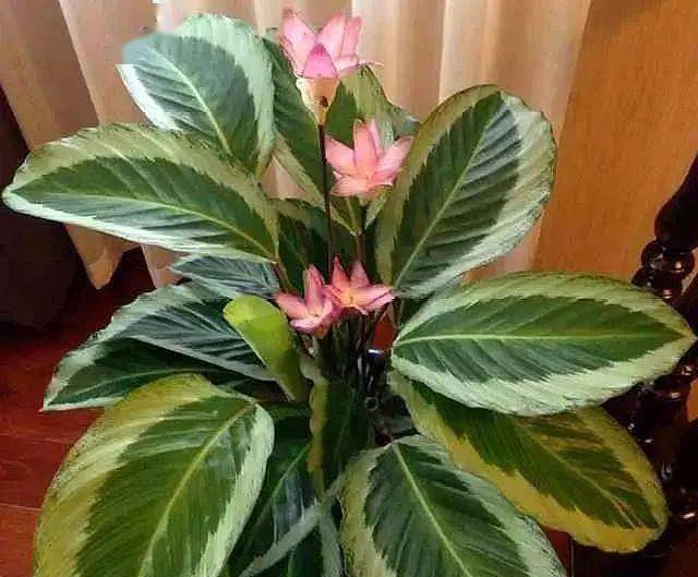 粉色和白色的花真的像圣莲花.