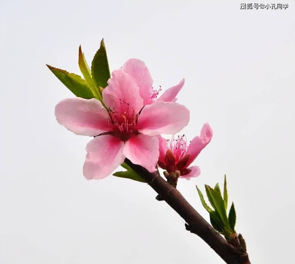 如何分辨桃花 杏花 梨花 梅花 樱花 李子花 海棠花 要点 花瓣 花色