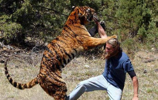 原创古代杀虎者为何被称为英雄而不是罪犯只因古代有种可怕的灾害