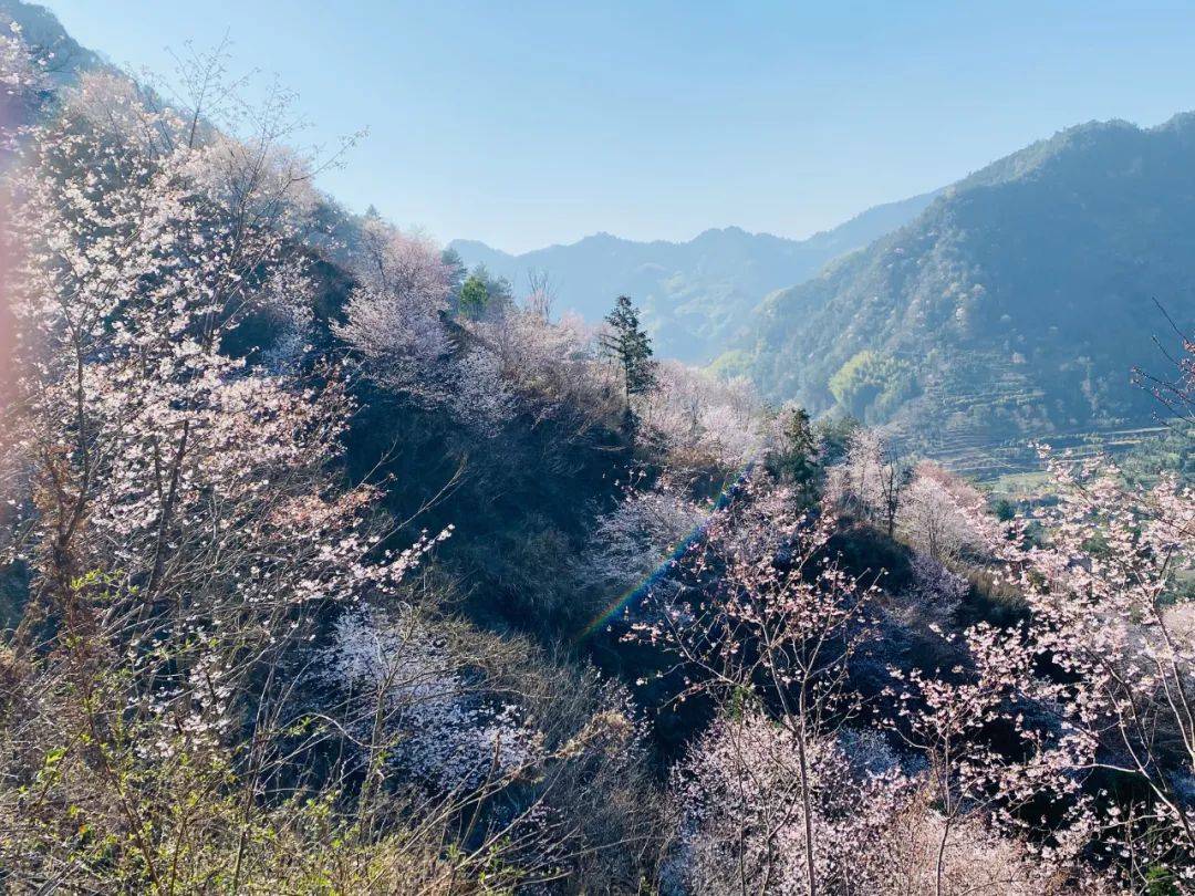 磐安的野樱花开了!_东川村_安文_陈强