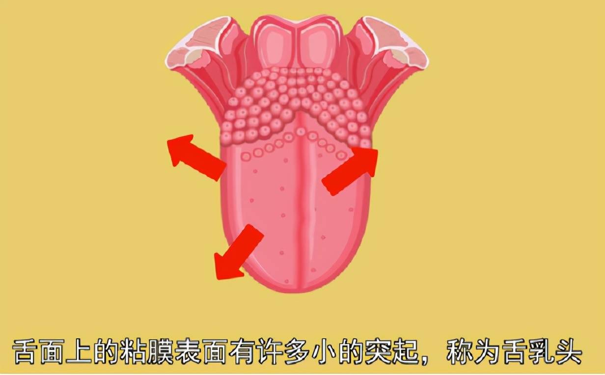 舌乳头怎么治疗图片