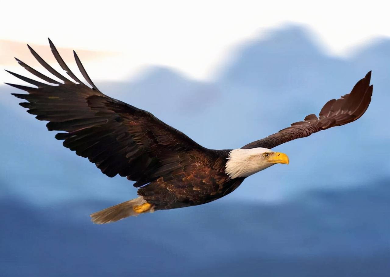 原创极其罕见俄罗斯巨鹰离家出走独自飞行8000公里去往美国