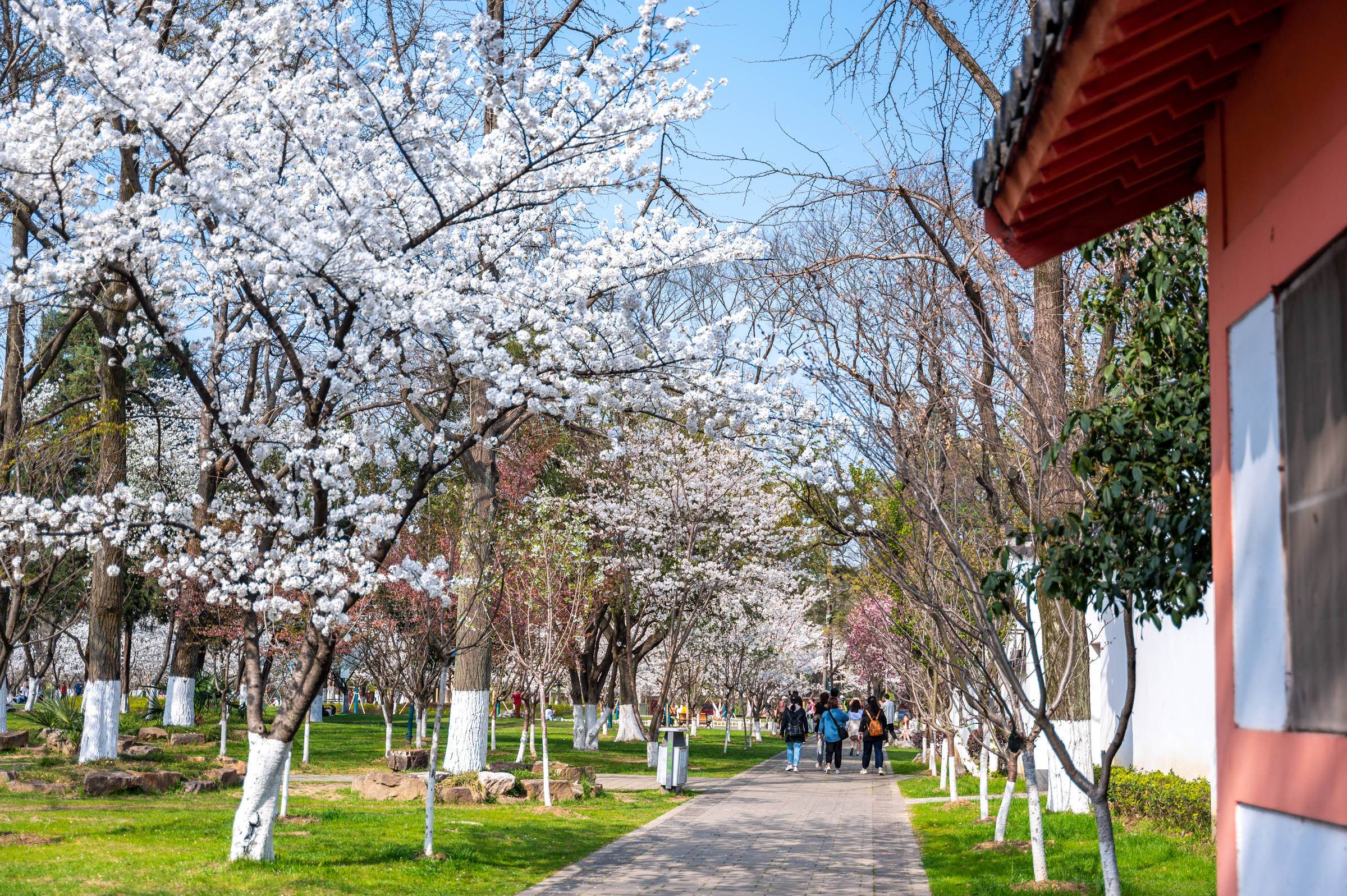 红花湖樱花图片