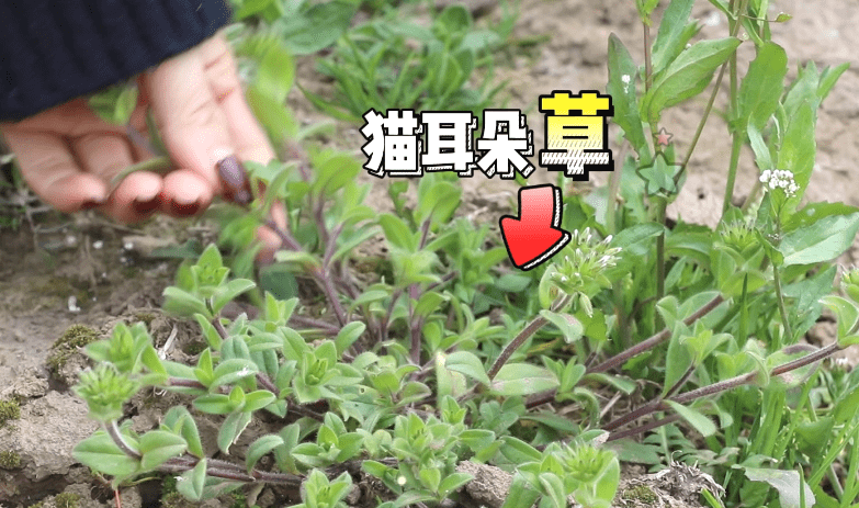 "卧藤藤"的整株植物连带根系呈匍匐状"卧"于地面生长;猫耳朵草则形似