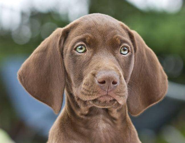 維茲拉犬的詳細資料