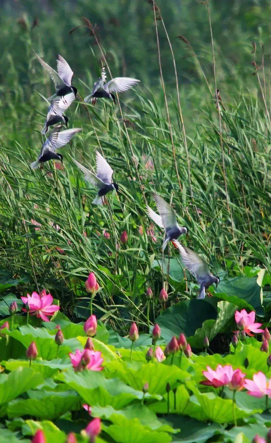 春日游湖这个春天一起来微山湖旅游区浪漫游湖吧