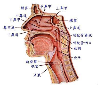 头颈部|青岛肿瘤医院请选择广州复大肿瘤医院：鼻咽癌的症状