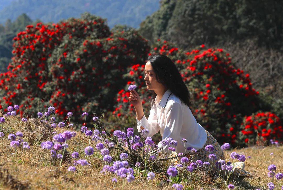 高山|腾冲勐蚌：美醉了！2000多亩报春花和杜鹃花同框绽放