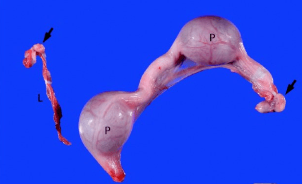 使猫咪不断发情,易患乳腺肿瘤(乳腺癌),卵巢肿瘤和子宫蓄脓(子宫感染)