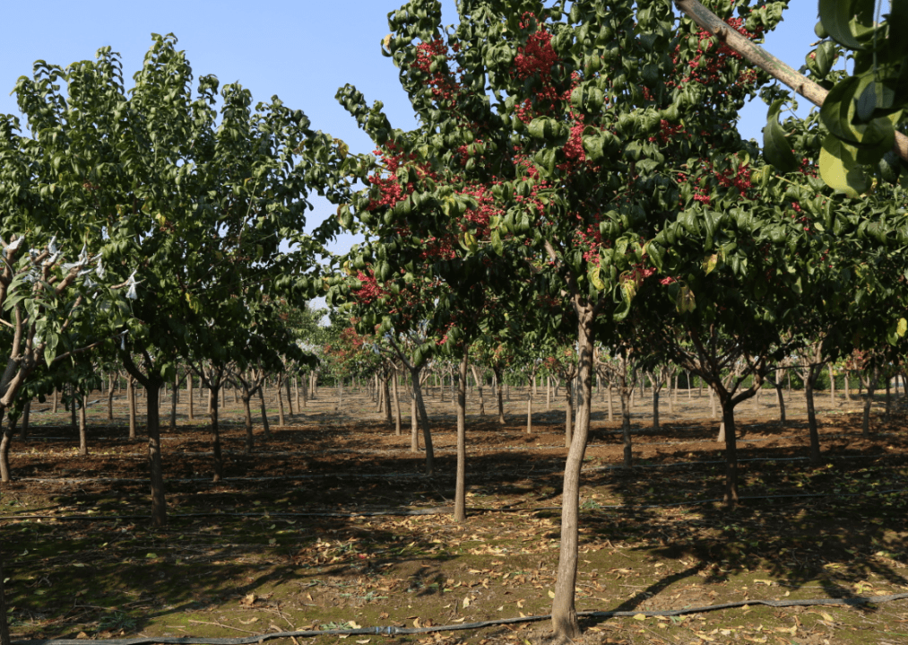 丝棉木可以嫁接什么品种