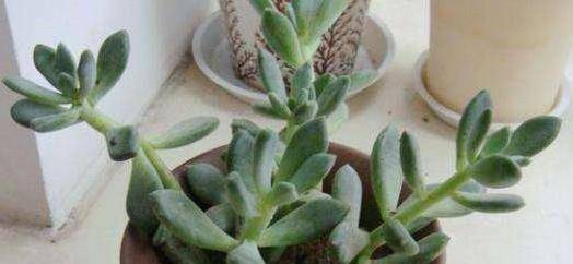 多肉徒长怎么办 原因和解决方法 快来学学 叶片 植物 光照