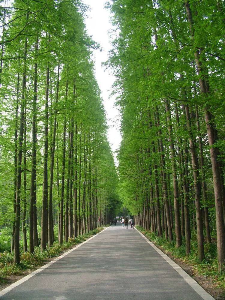 万物圣灵:松柏杉:水杉