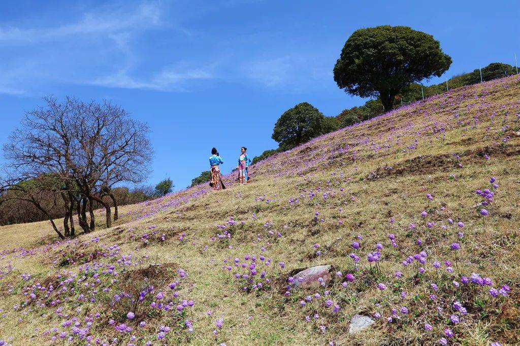 高山|腾冲勐蚌：美醉了！2000多亩报春花和杜鹃花同框绽放