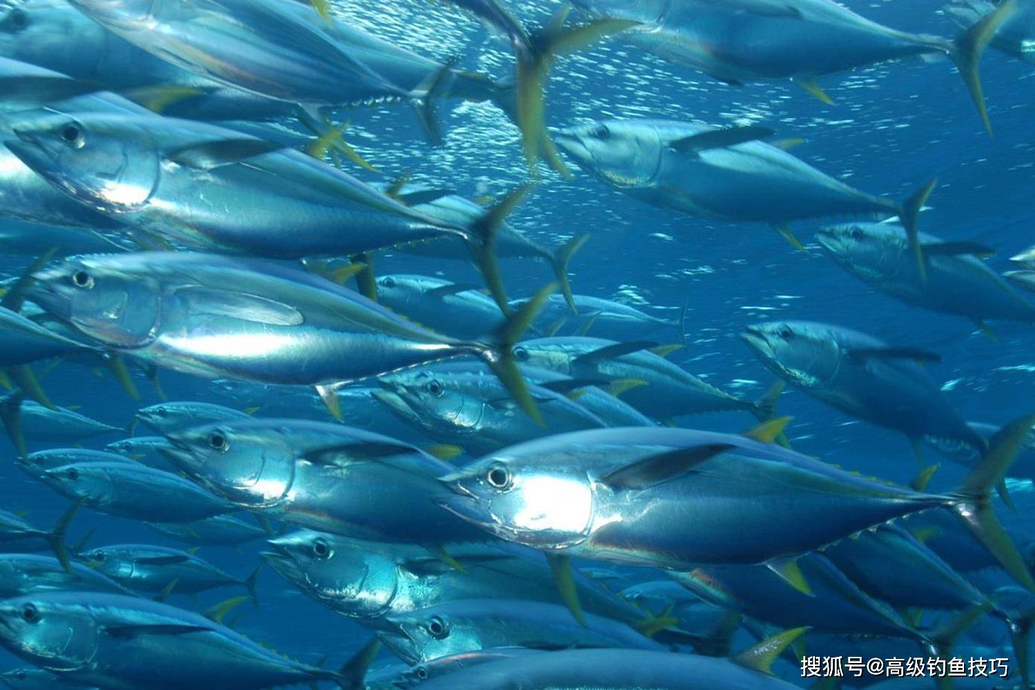 海钓什么鱼最珍贵 职业海钓人最想钓到的几种海鱼 苏眉鱼 海域 大黄鱼