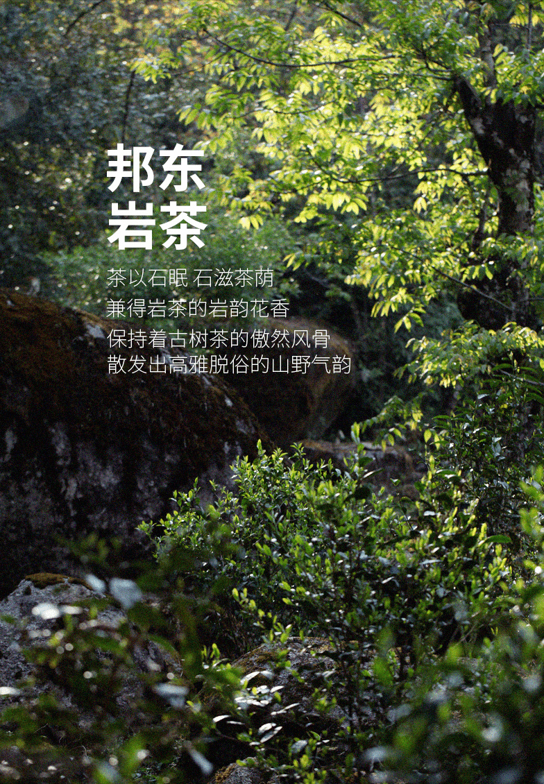 原创邦东岩茶头顶大雪山脚踩昔归茶以石眠岩韵花香浑然天成