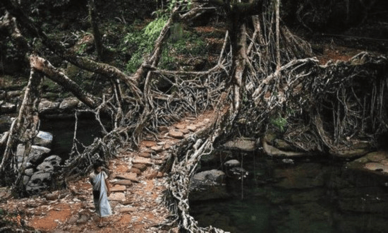 这座桥梁就是位于印度乞拉朋齐的树桥,很多人对乞拉朋齐的认知,还停留