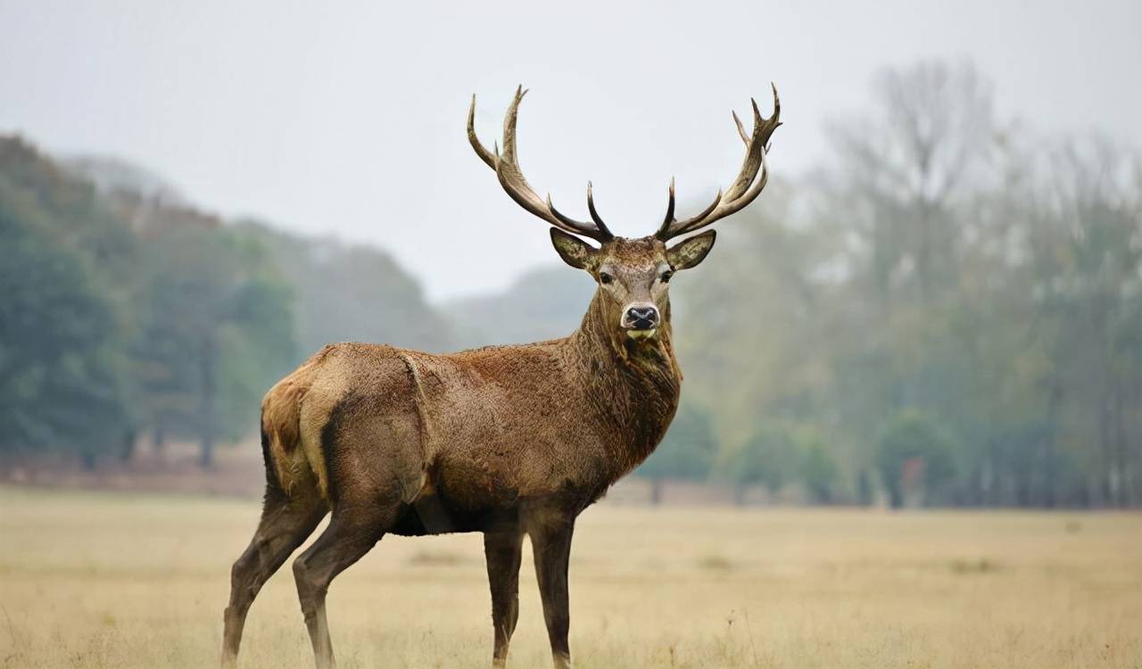原创无比恐惧的雄鹿要带着同伴的尸体生存