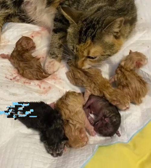 原创流浪母猫生下8只幼崽2只原住猫看呆了花色咋这么眼熟