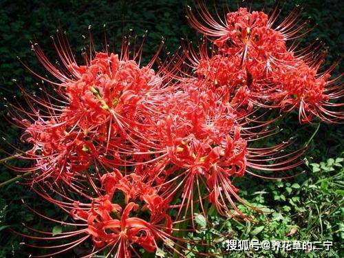 被名字耽误的2种花 颜色艳丽皮实好养 家里 老人 不喜欢 花卉 开花 梅花