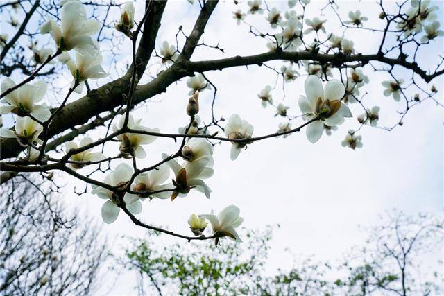 春天赏花来杭州，这个免费公园也太美了，郁金香成了游客的最爱