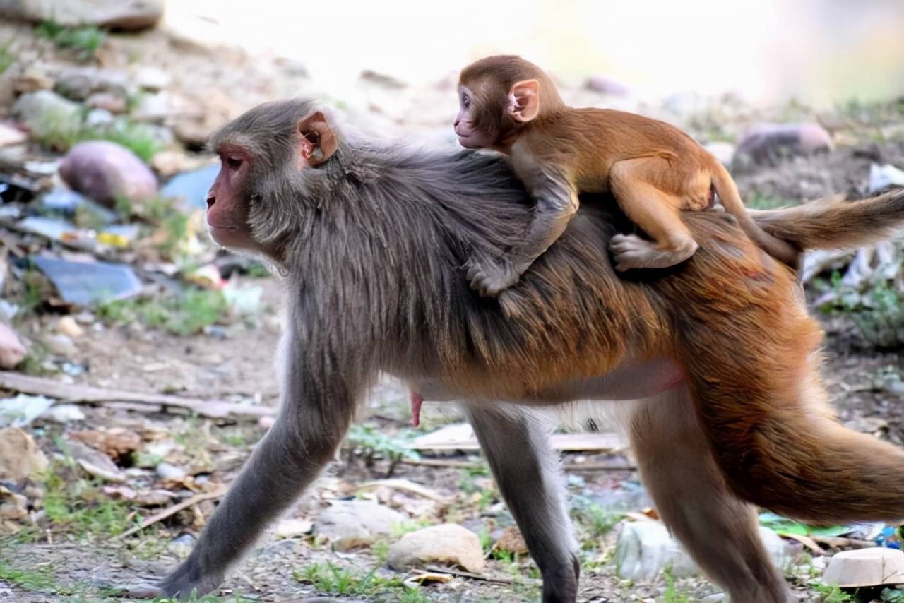 原创无比恐惧的雄鹿要带着同伴的尸体生存
