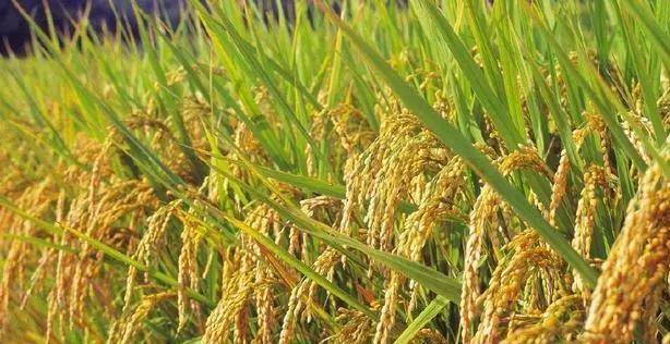 江西这个地方，是世界上年代最早的栽培稻遗址，距今已有一万多年