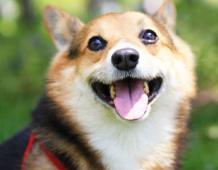 进行柯基在换粮后泪痕会消退吗，柯基更换狗粮后泪痕会好吗