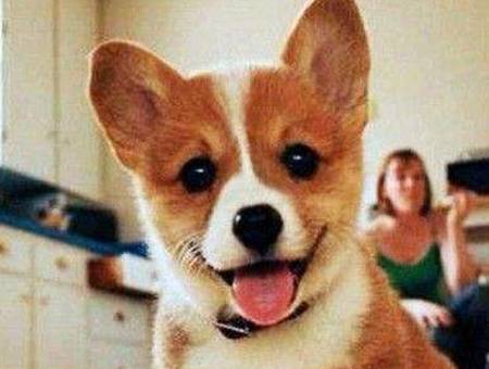 进行柯基在换粮后泪痕会消退吗，柯基更换狗粮后泪痕会好吗