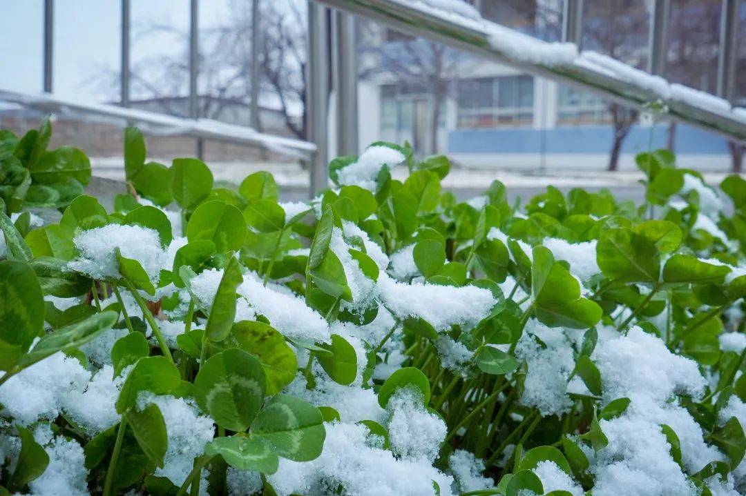 满空|春雪满空来，诚邀共赏雪中的东方双语