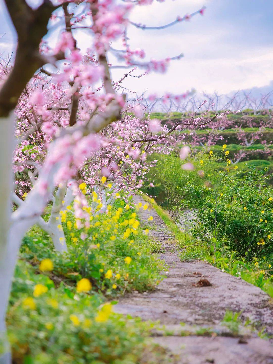 80亩桃花林都开了这里的桃花和油菜花才是泰顺春天最美的样子