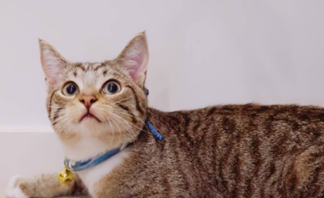 猫咪颜值最高的几种猫咪，是你家的猫吗？