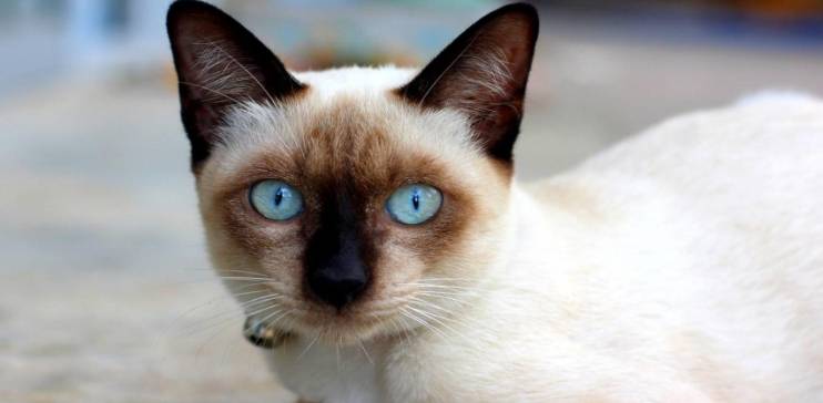猫咪颜值最高的几种猫咪，是你家的猫吗？